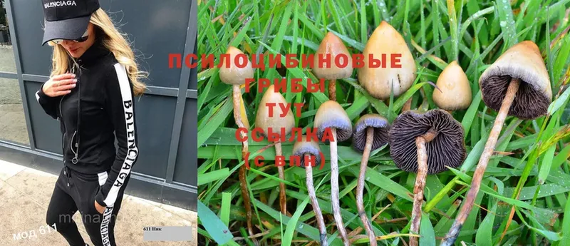 продажа наркотиков  Советская Гавань  Галлюциногенные грибы Psilocybe 